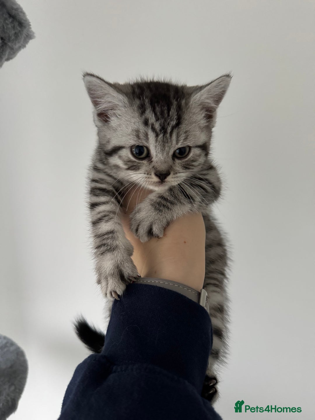 British Shorthair cats for sale: GCCF REGISTERED SILVER TABBY & SPOTTED BSH KITTENS - Advert 6