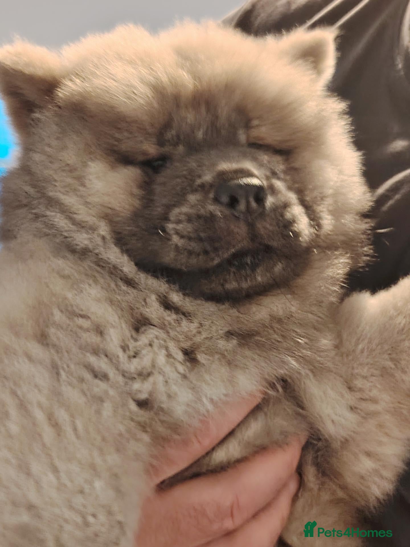 Chow Chow dogs  KC Reg Chow Chow Puppies – Ready now for new home - Advert 10