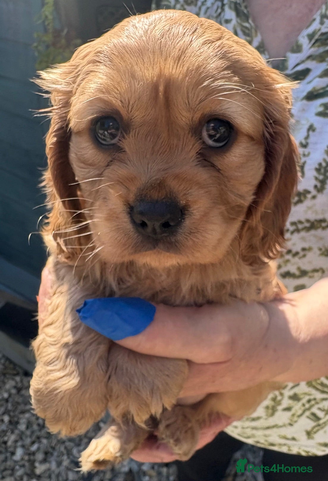 Cockalier dogs 3 BEAUTIFUL COCKERLIER PUPPIES - Advert 1