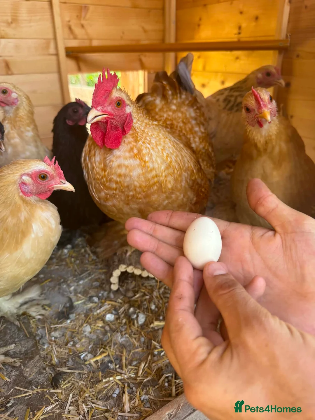 Chickens poultry for sale: Bantam Hatching Eggs in Birmingham - Advert 1