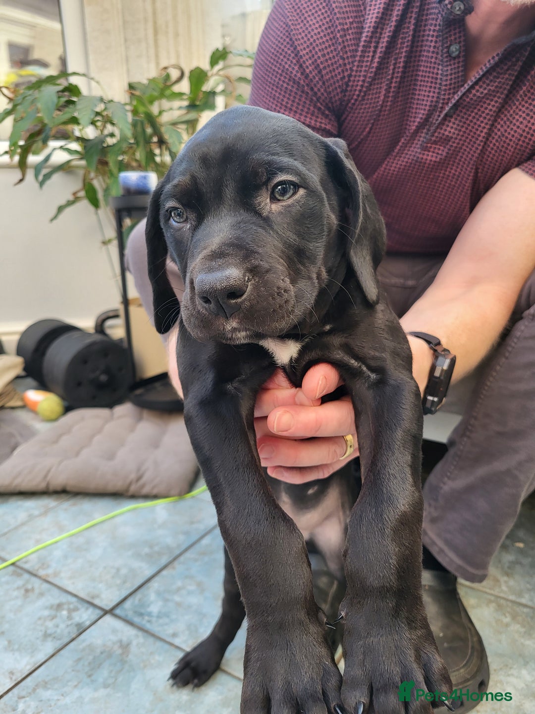 Mixed Breed dogs for sale: Alaunt type dogs - Advert 27