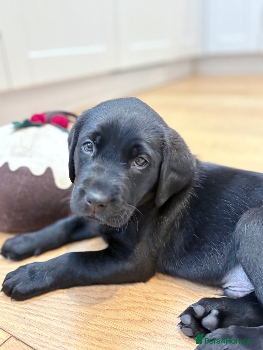 Labrador Retriever dogs for sale: Beautiful Pedigree Labrador Puppies - Advert 5