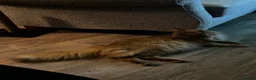 Maine Coon cats for sale: Majestic Fire Maine Coon Kittens - Advert 16