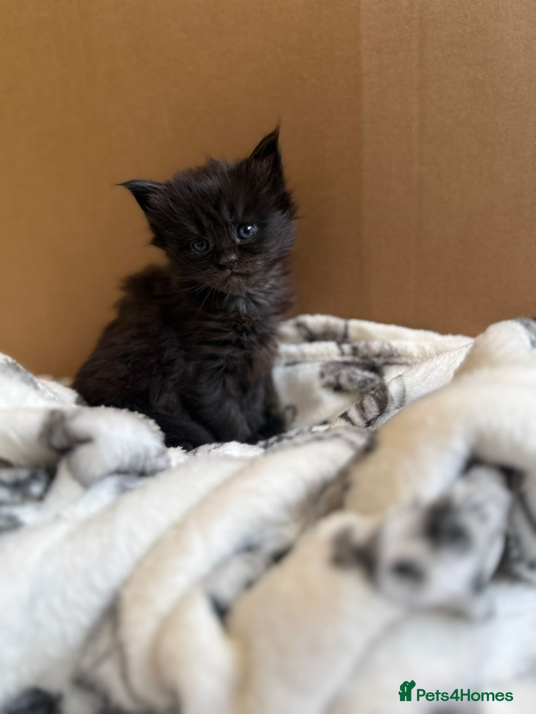 Maine Coon cats for sale: Pedigree Tica Russian Import line Maine Coons - Advert 32