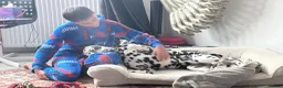 Dalmatian dogs for sale: Dalmy - Advert 4