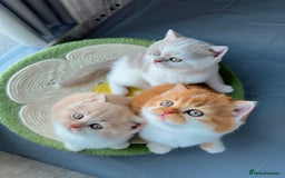 British Shorthair cats for sale: Exceptional British Shorthair Kittens, GCCF& TICA  - Image 1