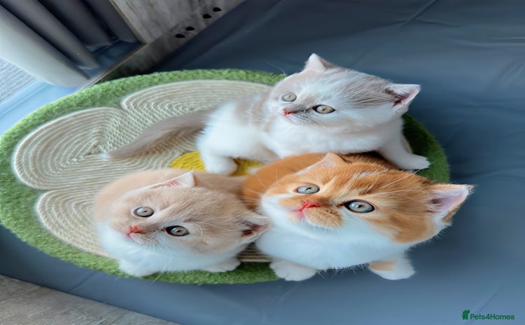 British Shorthair cats - Advert 2