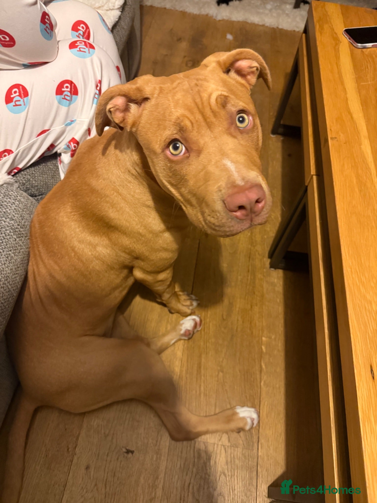 Mixed Breed dogs Beautiful girl Bella - Advert 16