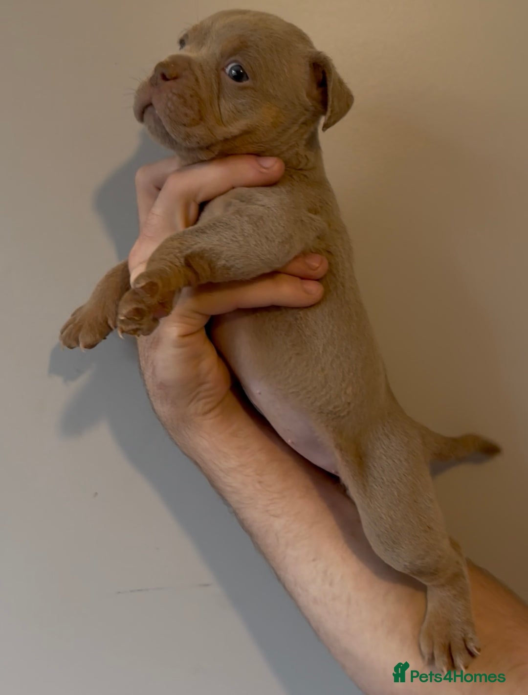 Olde English Bulldogge dogs for sale: Olde English bulldog puppies - Image 7