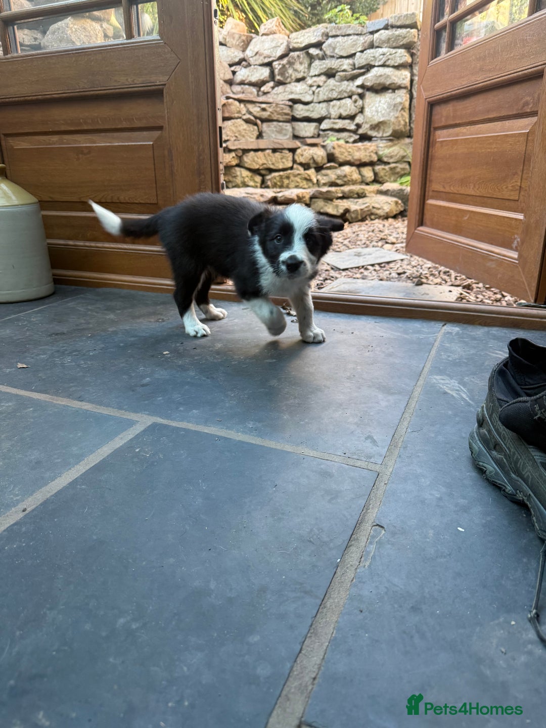Mixed Breed dogs for sale: Border colllie/bearded collie pups  - Image 28