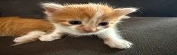Mixed Breed cats for sale: Three beautiful fuffy little kitties girls - Advert 3