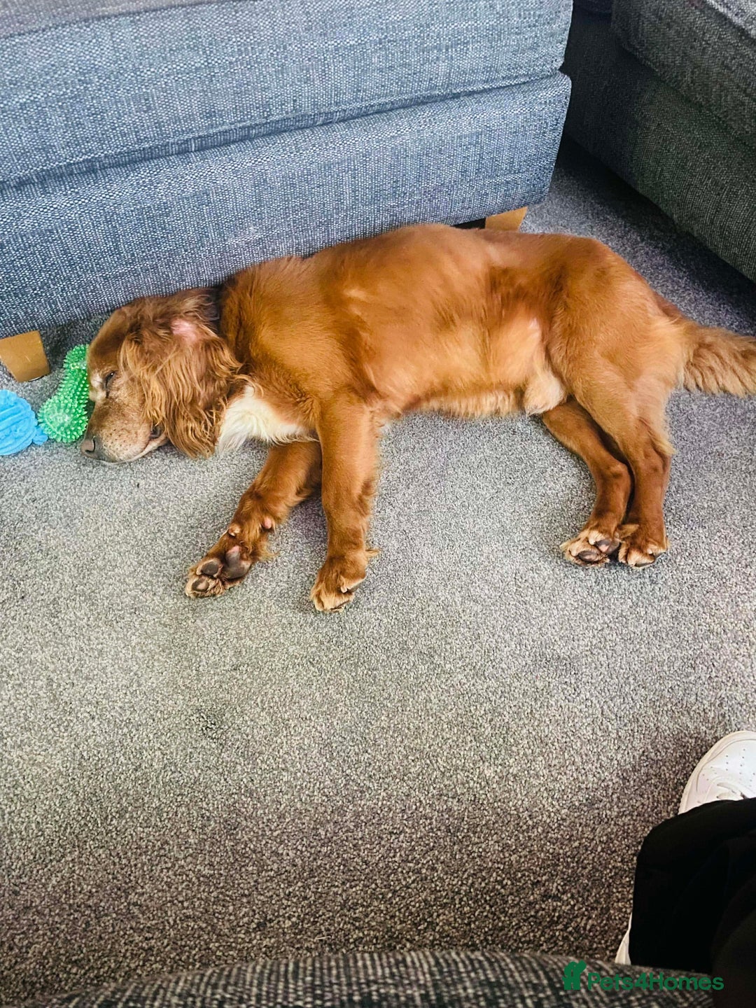 Cocker Spaniel dogs for adoption: Red needs a loving home  - Advert 4
