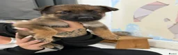 Mixed Breed dogs for sale: Belgian shepherd puppies  in Hartlepool - Advert 5