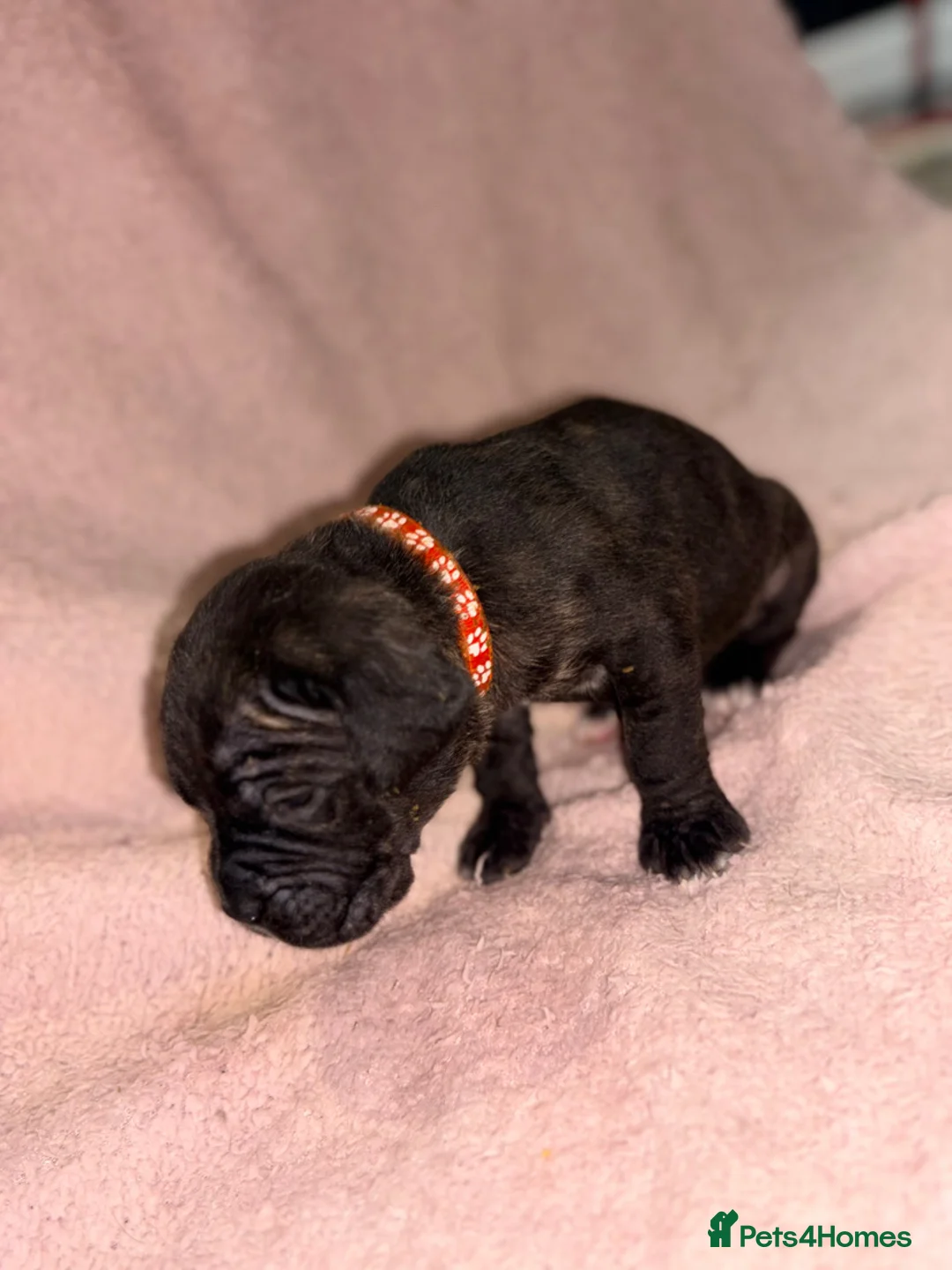 Cane Corso dogs for sale: 🏆 CHAMPION CANE CORSO PUPS 🏆/KC REGISTERED MERLE - Advert 37