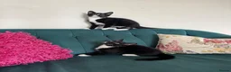 Domestic Shorthair cats for sale: Beautiful Kittens Ready for Their Forever Homes! - Advert 20
