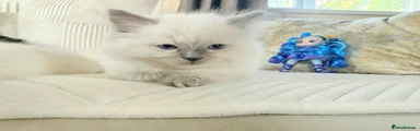 Green male kitten