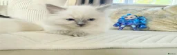 Ragdoll cats for sale: Stunning Bluepoint Ragdoll Kittens for sale - Advert 37