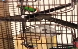 Chinchilla rodents for sale: Chinchillas for sale  - Image 2