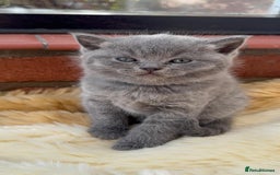 British Shorthair cats for sale: British Short Hair Kittens - Image 2