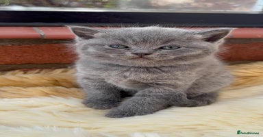 British Shorthair cats - Advert 7