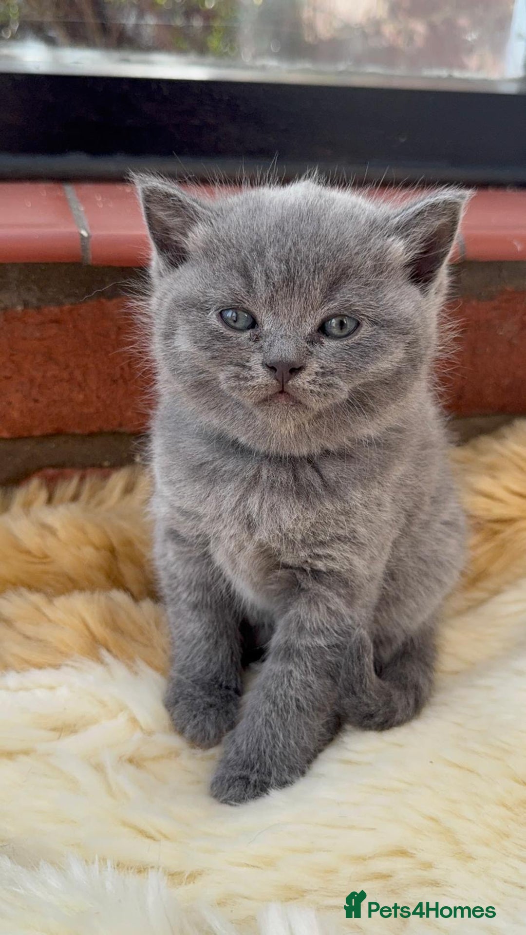 British Shorthair cats for sale: British Short Hair Kittens - Image 2