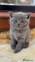 British Shorthair cats - Advert 11
