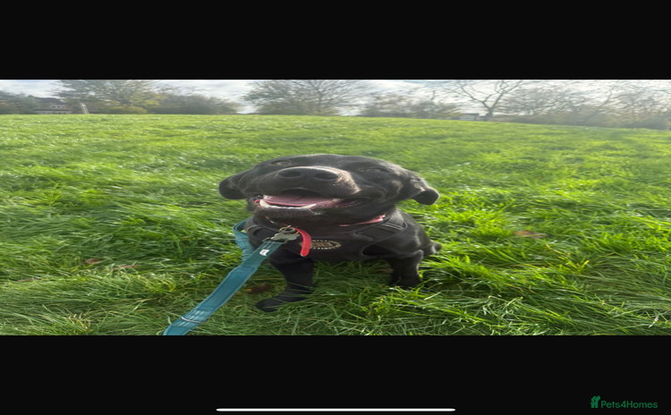 Labrador Retriever dogs - Advert 12