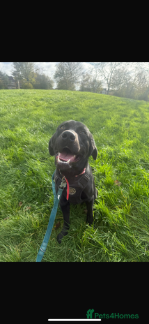 Labrador Retriever dogs - Advert 12