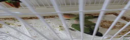 Lovebirds birds for sale: Peach faced baby lovebirds - Advert 5