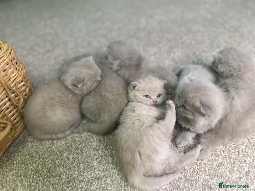 British Shorthair cats for sale: British shortHair - Advert 10