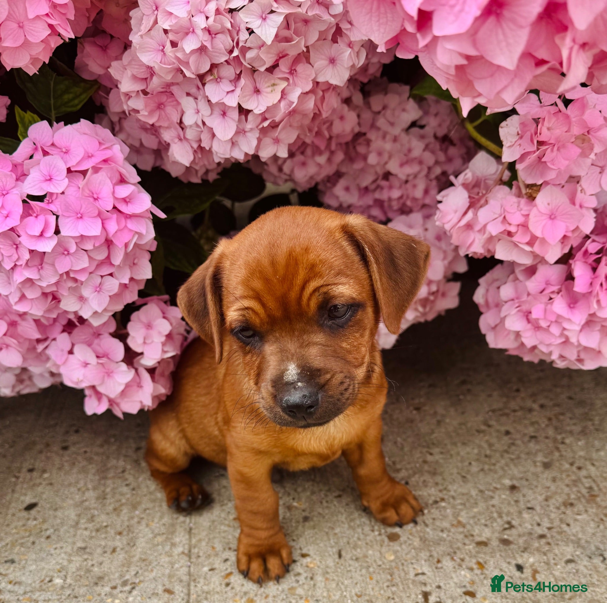 Mixed Breed dogs 1 mixed puppies looking for a new home. - Advert 2