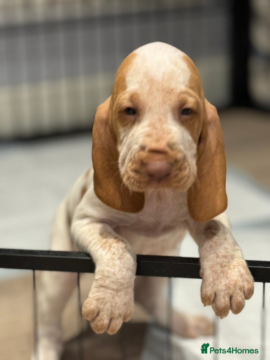 Bracco Italiano dogs for sale: KC TOP QUALITY BRACCO PUP AVAILABLE  - Advert 24