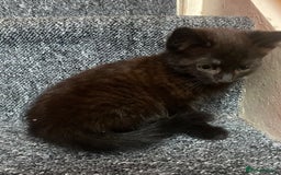 Mixed Breed cats for sale: 4 Black + Black and white kittens for sale! - Image 2