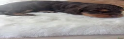 Cavapoo dogs for sale: Extremely health tested Cavapoo puppies  - Advert 10