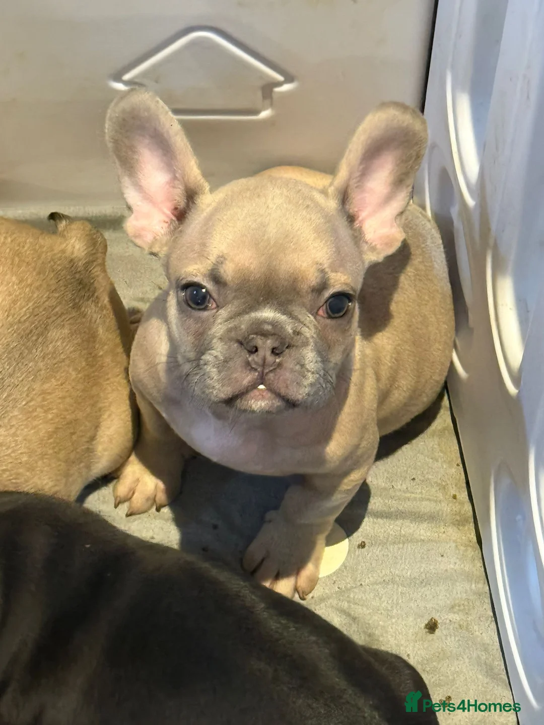 French Bulldog dogs for sale: French bull dog puppy’s for sale  - Advert 7
