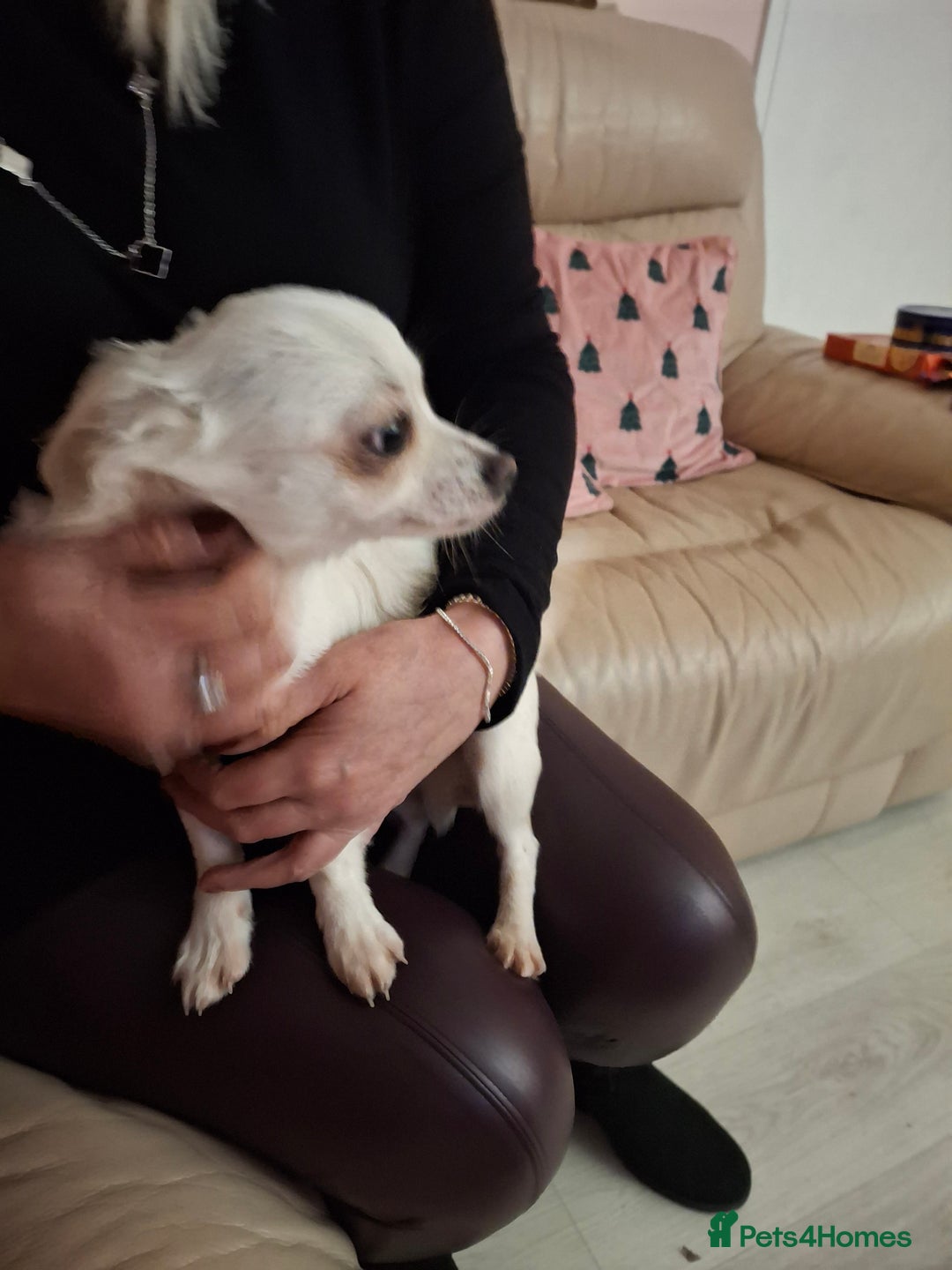 Chihuahua dogs for sale: White long furred male chihuahua - Advert 13