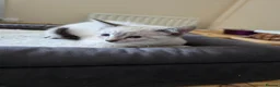 Bengal cats for sale: 2 bengal female kittens - Advert 1