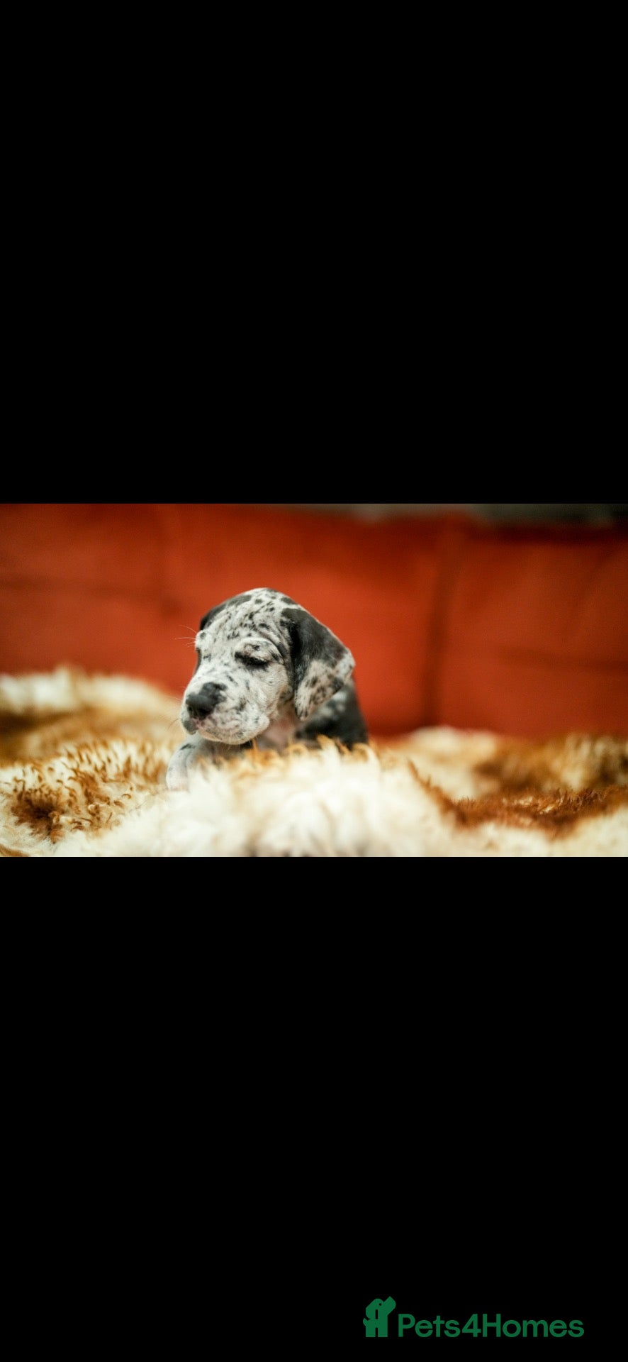 Great Dane dogs Great Dane puppies for sale  - Advert 1