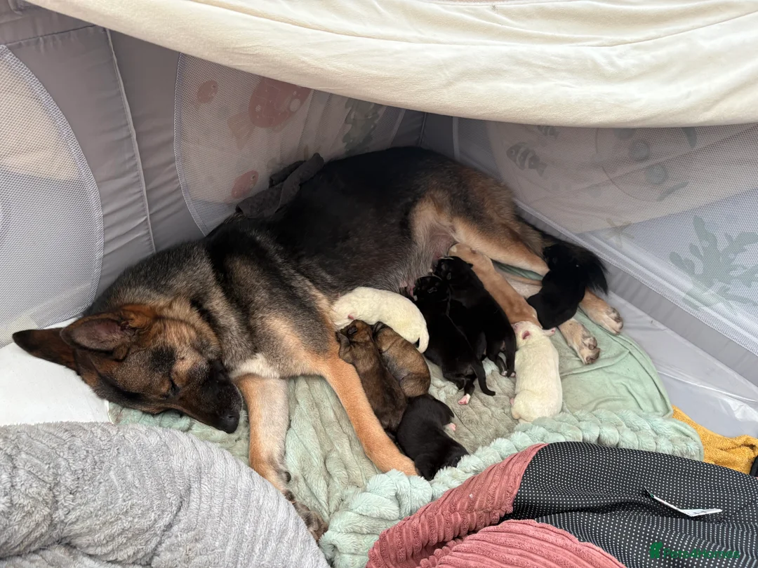 Shepsky dogs for sale: STUNNING SHEPSKY PUPPIES! - Advert 9