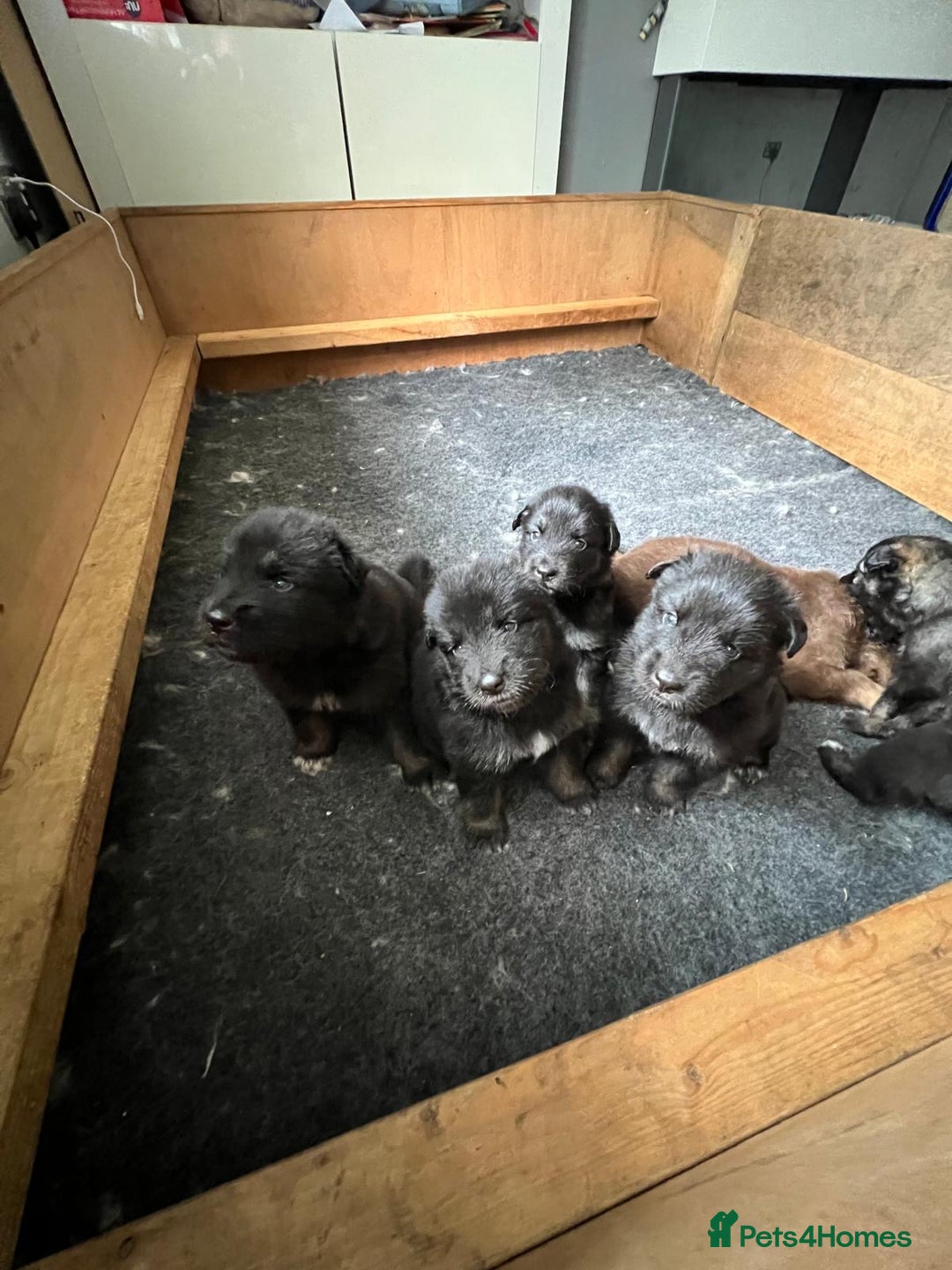 Mixed Breed dogs for sale: Alaskan Shepherd Puppies offers accepted  - Image 30