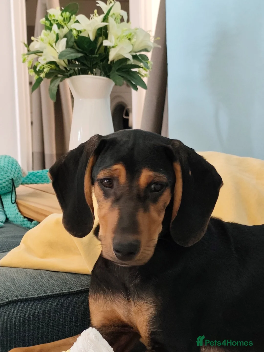 Mixed Breed dogs for adoption: Sweet 5 months old Alice - Advert 1