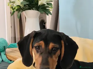 Mixed Breed dogs Sweet 5 months old Alice - Advert 2