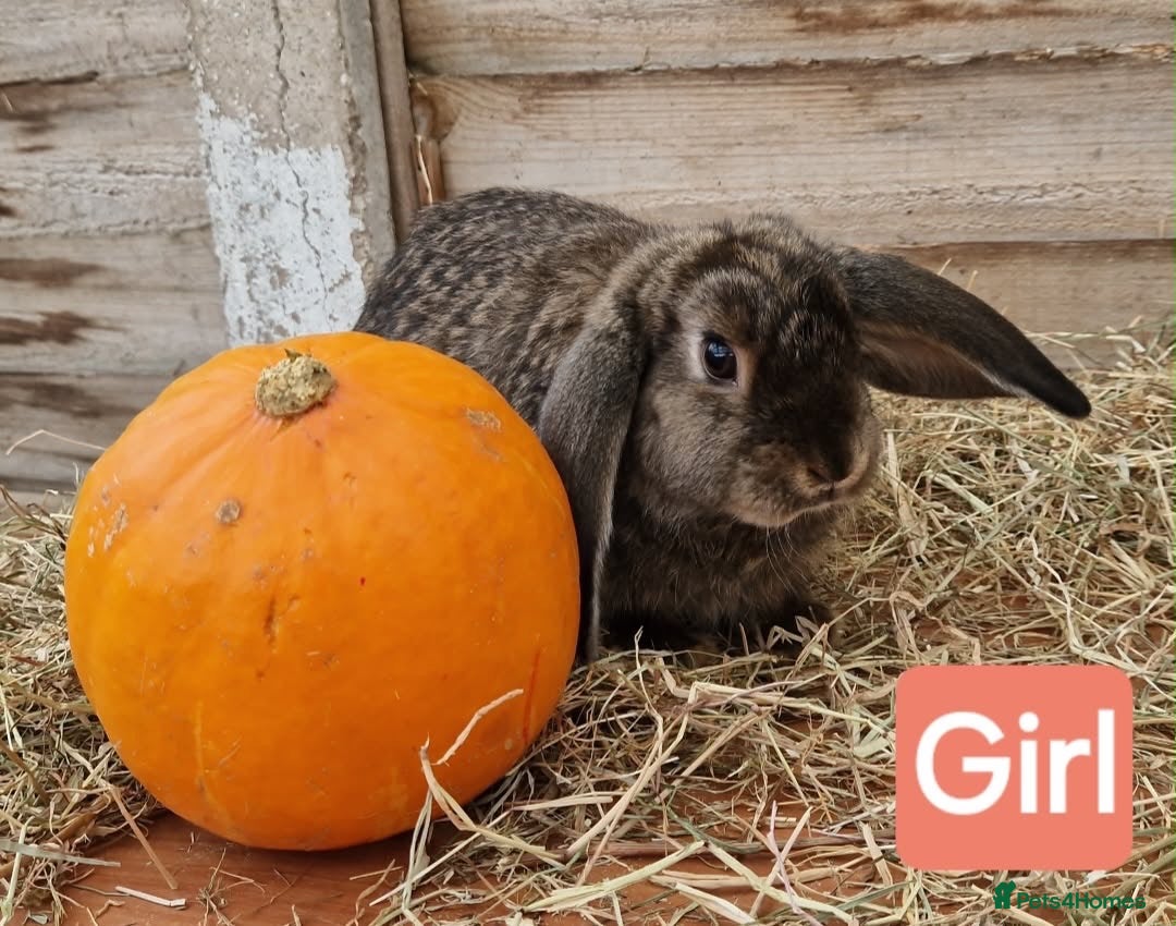 British Giant rabbits for sale: 2 giant lop rabbits  - Advert 1