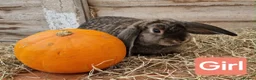 British Giant rabbits for sale: 2 giant lop rabbits  in Llanrwst - Advert 1