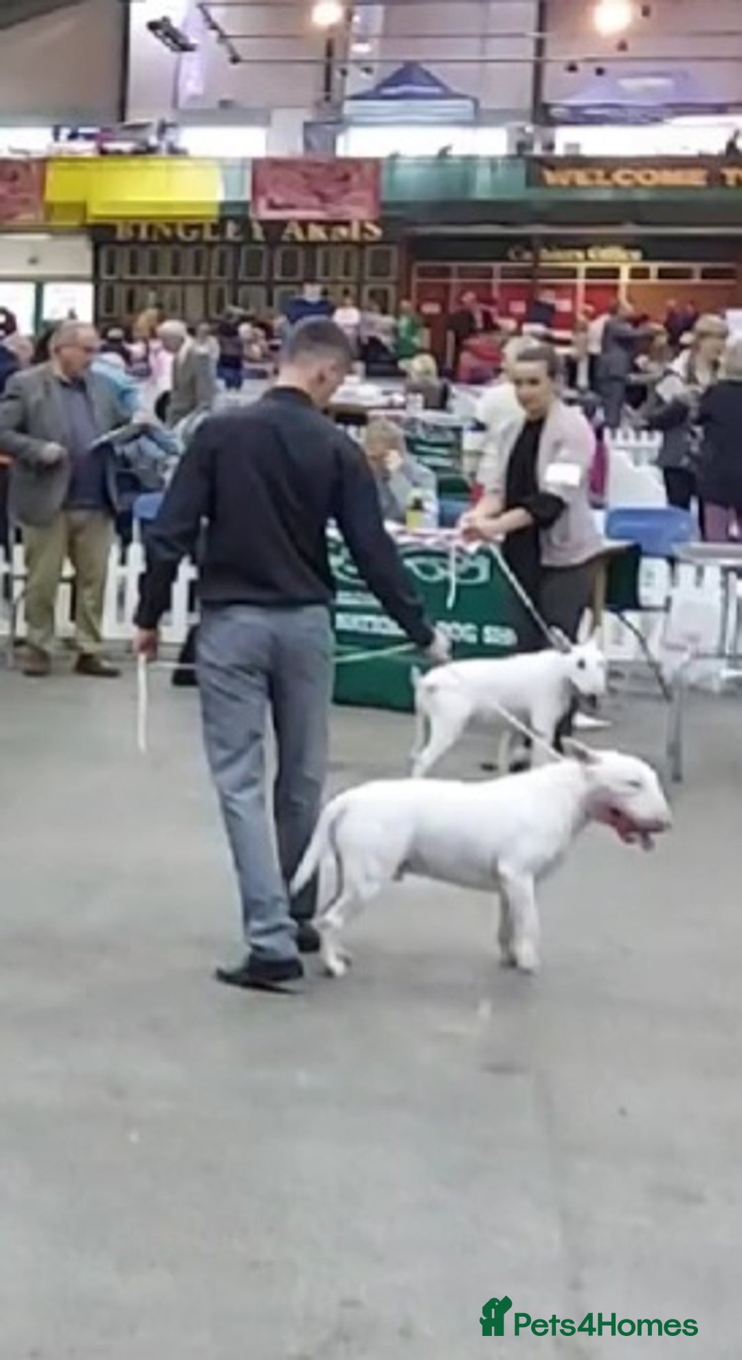 English Bull Terrier dogs for stud: Proven Quality Stud KC (Crufts qualifier) Dorset in Poole - Advert 8