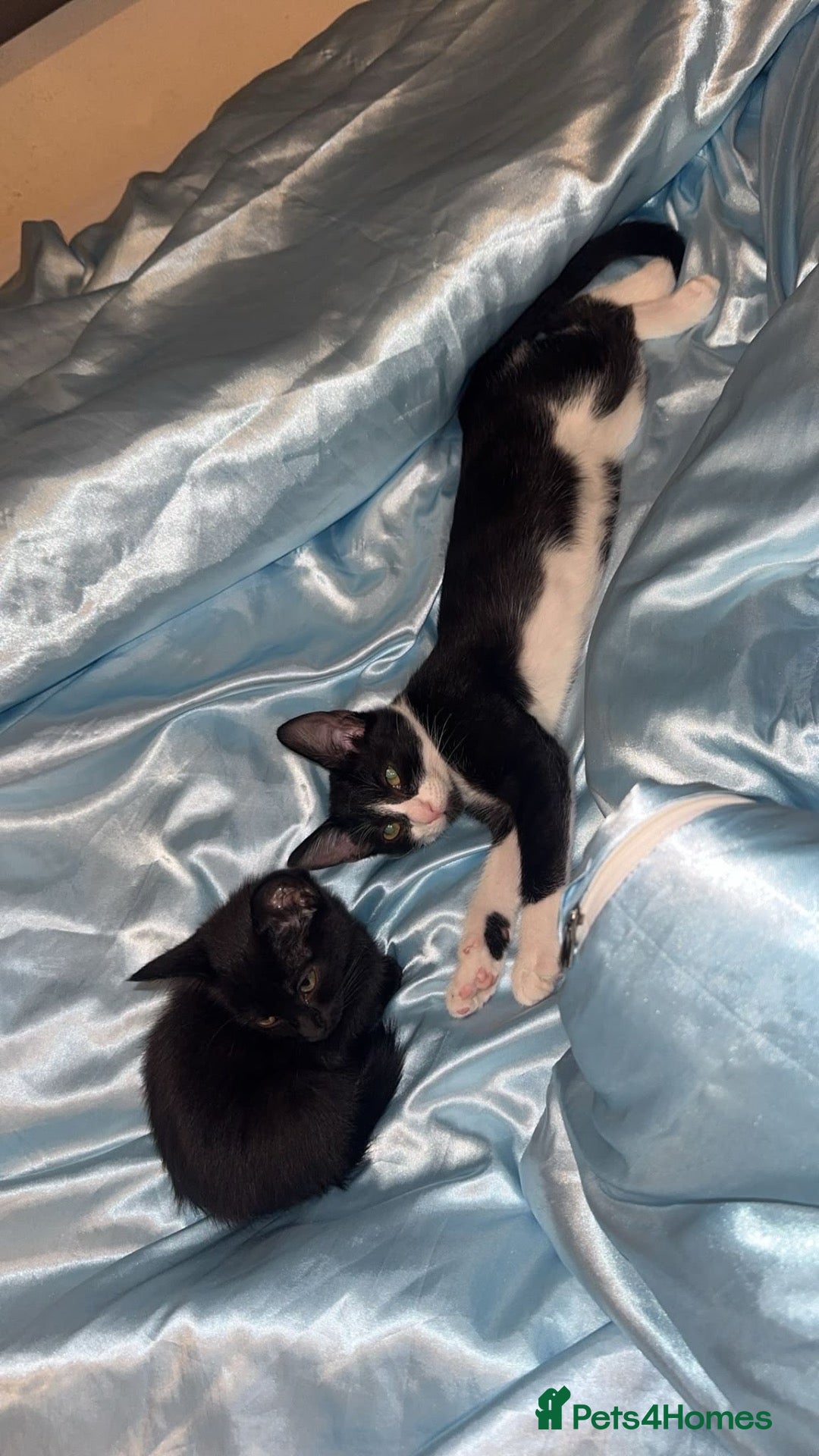 Mixed Breed cats 2 female kittens - Advert 20