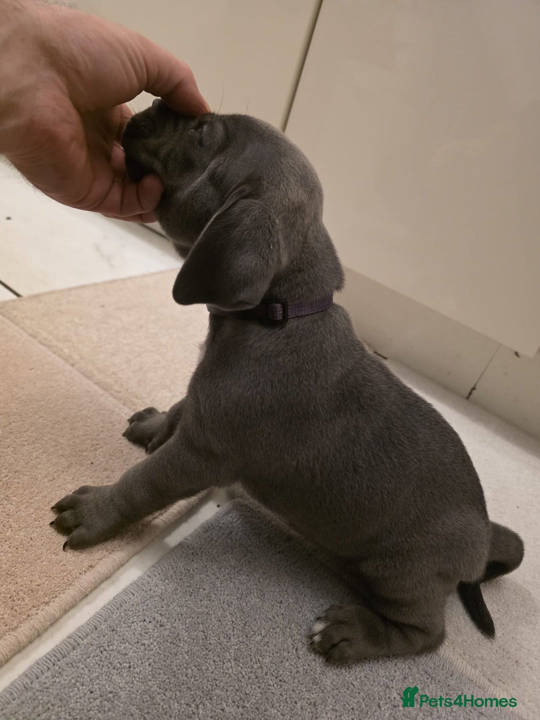Cane Corso dogs for sale: Ready to leave blue cane corso puppies - Advert 16