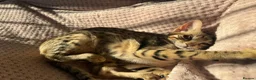 Savannah cats for sale: F6 Savannah kitten - Advert 6