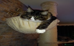 Maine Coon cats for sale: Maine coon mix - Image 10