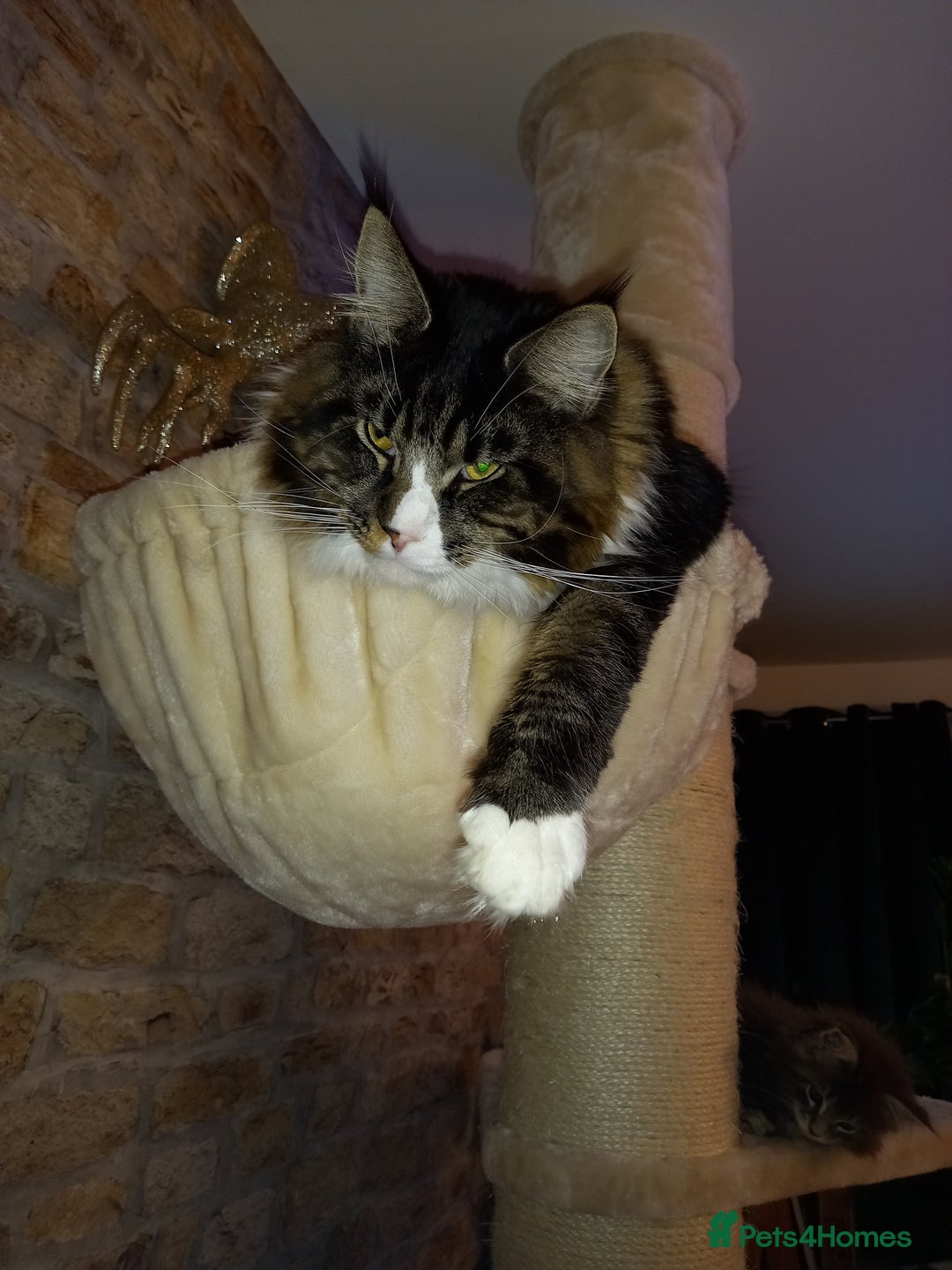 Maine Coon cats for sale: Maine coon mix - Image 10